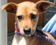Kent Animal Shelter Helps Rescue Dogs from Puerto Rico’s “Dead Dog...
